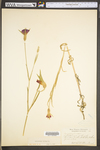 Agrostemma githago by WV University Herbarium