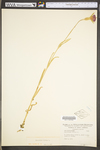 Agrostemma githago by WV University Herbarium