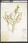 Salsola tragus by WV University Herbarium