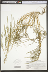Suaeda linearis by WV University Herbarium