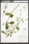 Achyranthes japonica by WV University Herbarium