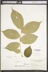 Ulmus rubra by WV University Herbarium