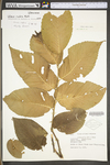 Ulmus rubra by WV University Herbarium