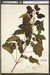 Boehmeria cylindrica by WV University Herbarium