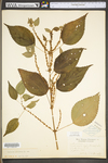 Boehmeria cylindrica by WV University Herbarium