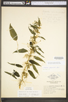 Urtica dioica ssp. gracilis by WV University Herbarium