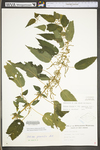 Urtica dioica ssp. gracilis by WV University Herbarium