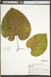 Aristolochia macrophylla by WV University Herbarium