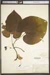 Aristolochia macrophylla by WV University Herbarium