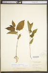 Aristolochia serpentaria by WV University Herbarium