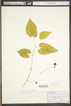 Aristolochia serpentaria by WV University Herbarium