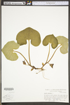 Asarum canadense by WV University Herbarium
