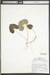 Asarum canadense by WV University Herbarium