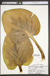 Symplocarpus foetidus by WV University Herbarium