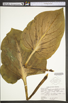 Symplocarpus foetidus by WV University Herbarium