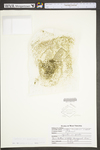 Wolffia brasiliensis by WV University Herbarium
