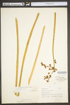Schoenoplectus tabernaemontani by WV University Herbarium