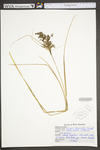 Scirpus atrocinctus by WV University Herbarium