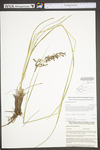 Scirpus atrocinctus by WV University Herbarium
