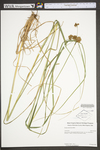Scirpus atrovirens by WV University Herbarium