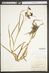 Scirpus atrovirens by WV University Herbarium