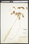 Scirpus cyperinus by WV University Herbarium