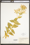 Saponaria officinalis by WV University Herbarium