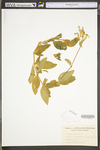 Saponaria officinalis by WV University Herbarium