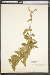 Saponaria officinalis by WV University Herbarium