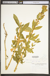 Saponaria officinalis by WV University Herbarium