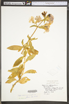 Saponaria officinalis by WV University Herbarium