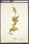 Saponaria officinalis by WV University Herbarium