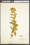 Saponaria officinalis by WV University Herbarium