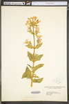 Saponaria officinalis by WV University Herbarium