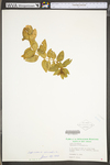 Saponaria officinalis by WV University Herbarium