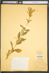 Saponaria officinalis by WV University Herbarium