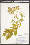 Saponaria officinalis by WV University Herbarium