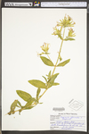 Saponaria officinalis by WV University Herbarium