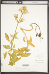 Saponaria officinalis by WV University Herbarium