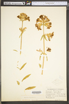 Saponaria officinalis by WV University Herbarium