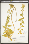 Saponaria officinalis by WV University Herbarium