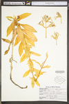 Saponaria officinalis by WV University Herbarium