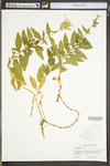 Saponaria officinalis by WV University Herbarium