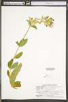 Saponaria officinalis by WV University Herbarium