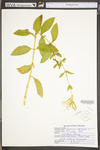 Saponaria officinalis by WV University Herbarium