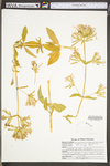 Saponaria officinalis by WV University Herbarium