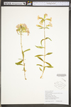 Saponaria officinalis by WV University Herbarium