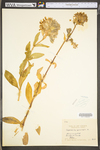 Saponaria officinalis by WV University Herbarium