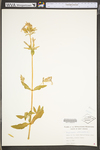 Saponaria officinalis by WV University Herbarium