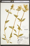 Saponaria officinalis by WV University Herbarium